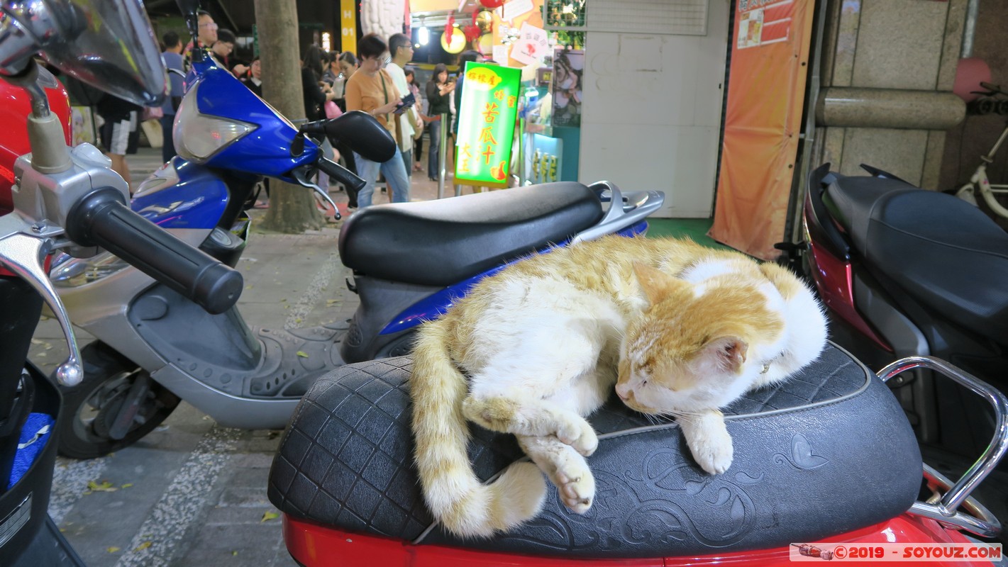 Taipei by night - Ximending - Sleeping cat
Mots-clés: geo:lat=25.04435099 geo:lon=121.50292250 geotagged Longshan Taiwan TWN Taipei New Taipei Nuit Ximending Wanhua District animals chat