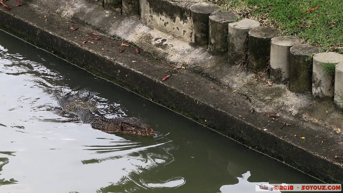 Bangkok - Chatuchak Park - Monitor Lezard
Mots-clés: Bang Su Bang Sue Bangkok geo:lat=13.80682032 geo:lon=100.55537760 geotagged THA Thaïlande Chatuchak Park Parc Monitor Lezard animals