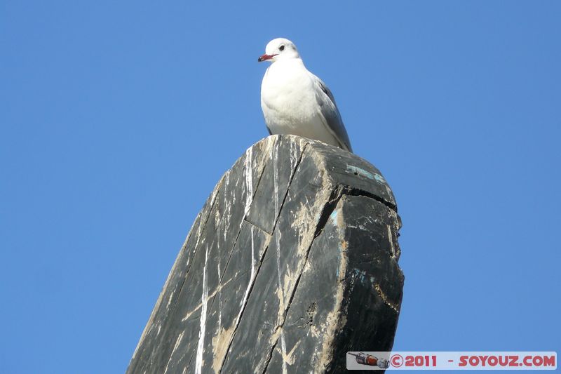 Dubai Deira - Dhows wharfage
Mots-clés: Al BarÄá¸©ah mirats Arabes Unis geo:lat=25.25802876 geo:lon=55.31912327 UAE United Arab Emirates animals oiseau Mouette Deira