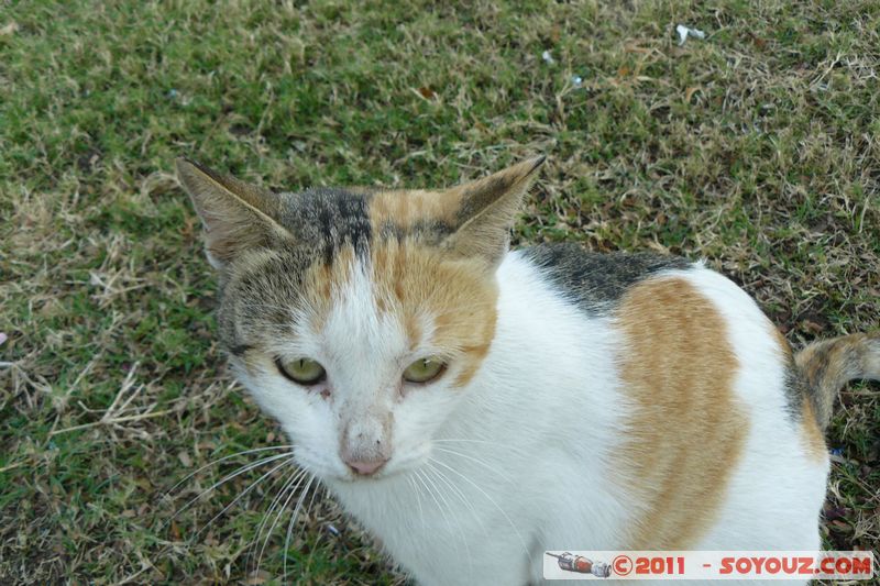 Abu Dhabi - Corniche Road - Cat
Mots-clés: AbÅ« ZÌ§aby Al á¸¨iÅn mirats Arabes Unis geo:lat=24.47891496 geo:lon=54.34615009 UAE United Arab Emirates Corniche Road animals chat