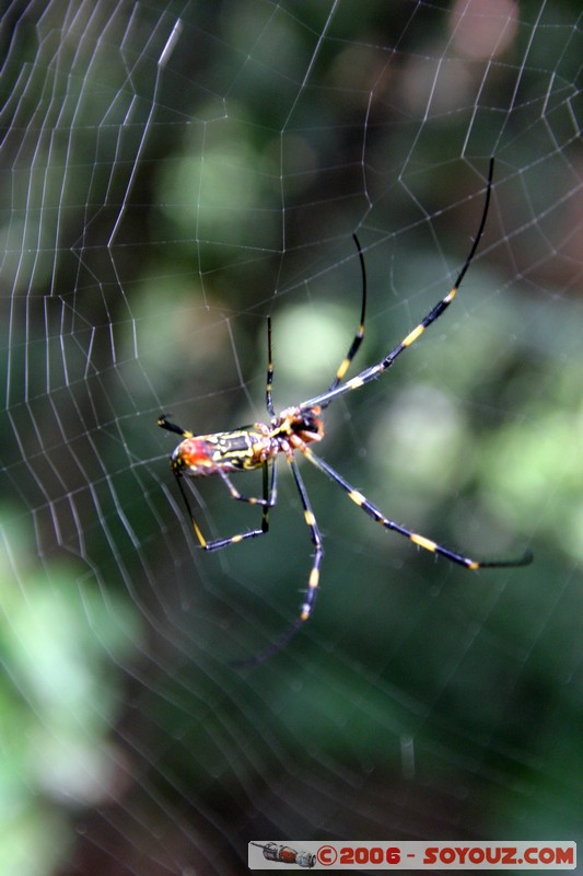 Shinjuku Gyoen National Garden - araignée
Mots-clés: animals AraignÃ©e