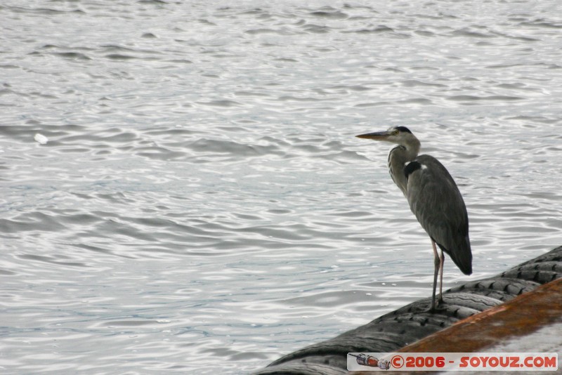 Grue
Mots-clés: animals oiseau