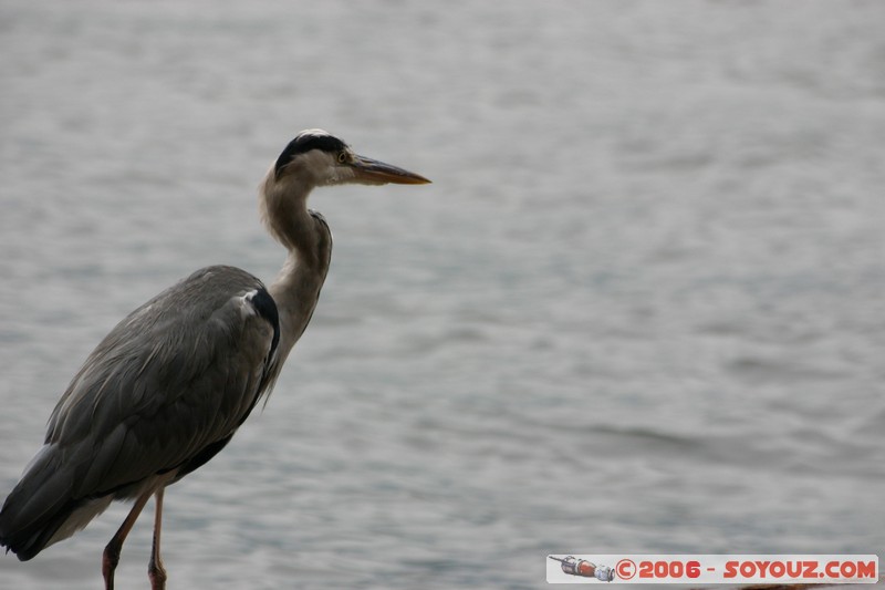 Grue
Mots-clés: animals oiseau