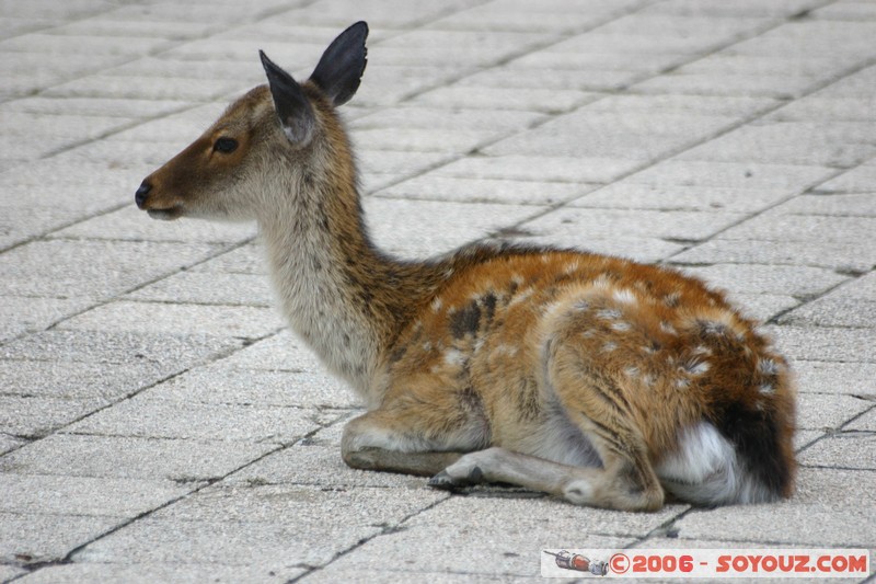 Faon
Mots-clés: animals cerf