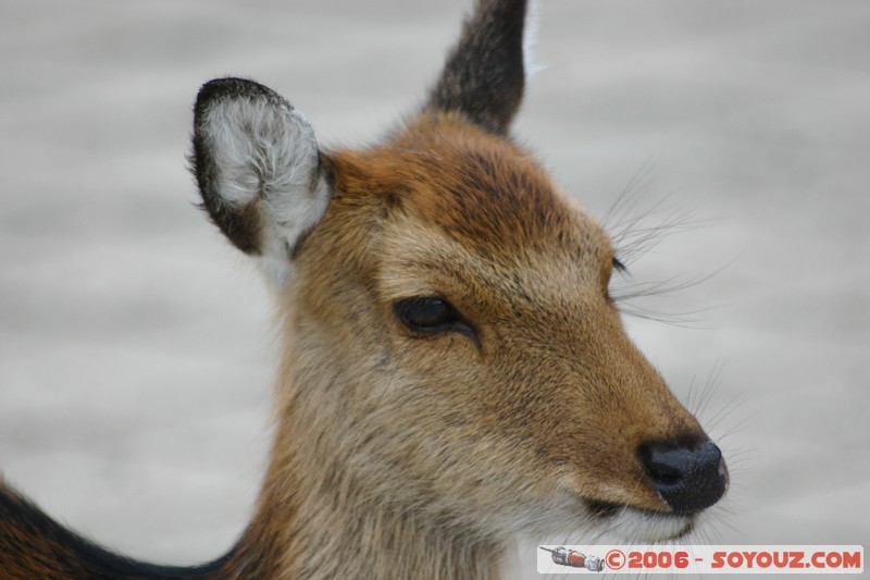 Faon
Mots-clés: animals cerf