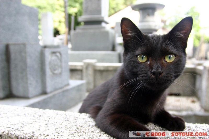 Cimetiere - Chat
Mots-clés: animals chat