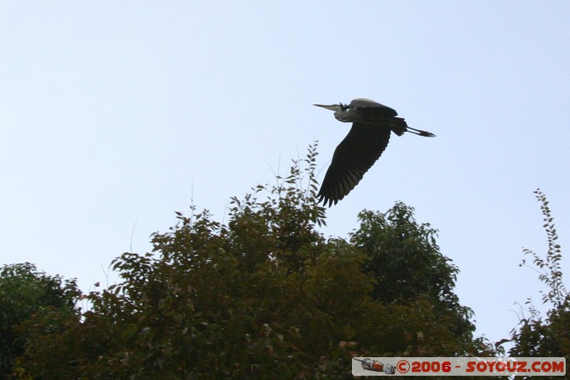 Grue
Mots-clés: animals oiseau