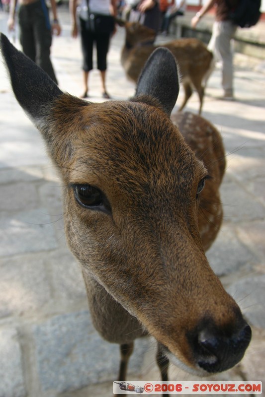 Biche sacrée
Mots-clés: animals cerf