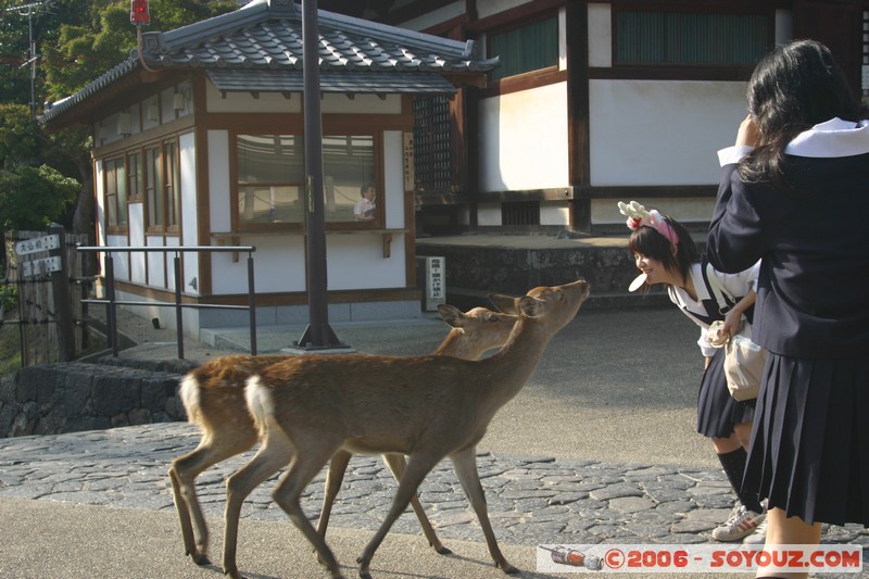 etudiantes japonaises jouant avec les biches
