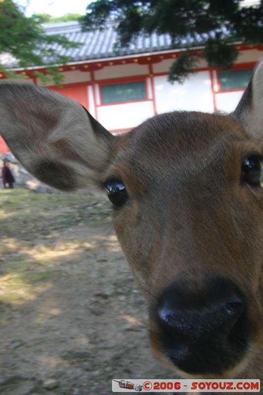 Biche
Mots-clés: animals cerf