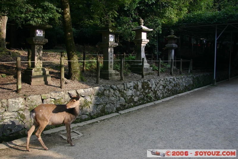 Biche
Mots-clés: animals cerf