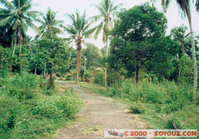 g-06-jungle.jpg