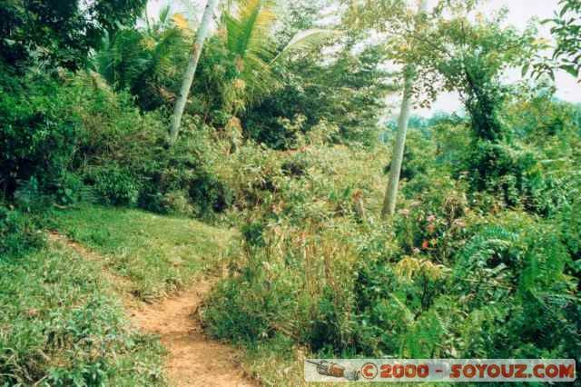 h-06-jungle.jpg