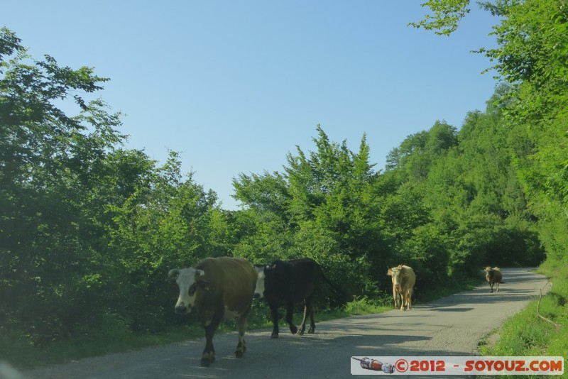 Dolovi - Road E762 to Sarajevo
Mots-clés: BIH Bosnie HerzÃ©govine Dolovi geo:lat=43.39185228 geo:lon=18.78285428 geotagged Republika Srpska animals vaches