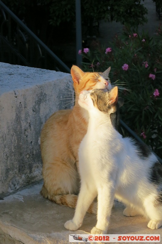 Dubrovnik - Cuddling cats
Mots-clés: Croatie DubrovaÄ�ko-Neretvanska Dubrovnik geo:lat=42.64182501 geo:lon=18.10651906 geotagged HRV Pile animals chat