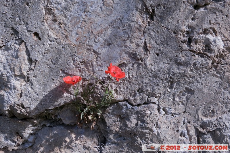 Dubrovnik - Flower
Mots-clés: Bosanka Croatie DubrovaÄ�ko-Neretvanska geo:lat=42.64226000 geo:lon=18.11308000 geotagged HRV PloÄ�e fleur
