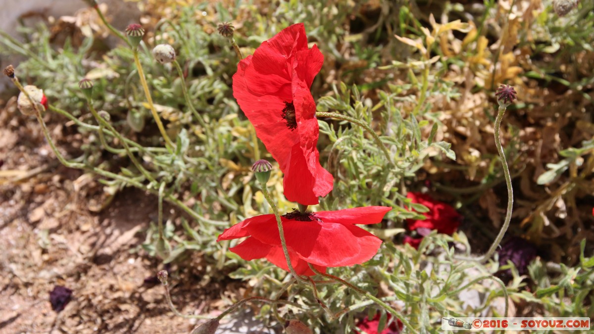 Hydra - Walk to Prophet Elias Monastery
Mots-clés: Ermioni GRC Grèce dra Saronic Islands Hydra fleur