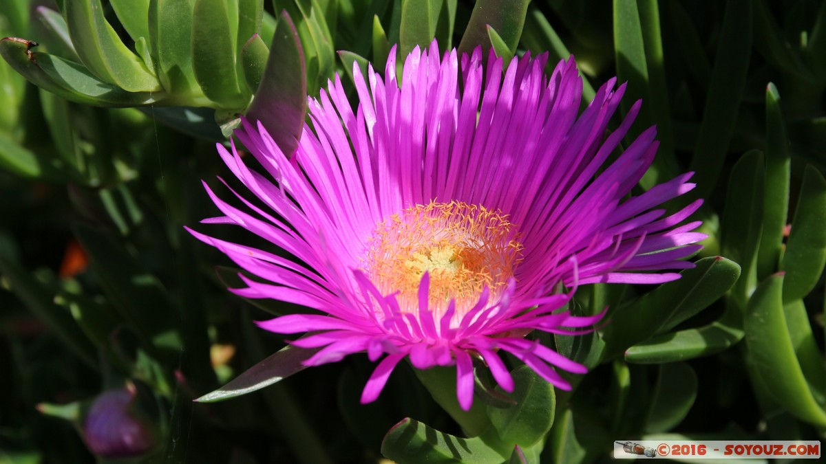 Hydra - Walk to Prophet Elias Monastery - Flower
Mots-clés: Ermioni GRC Grèce dra Saronic Islands Hydra fleur