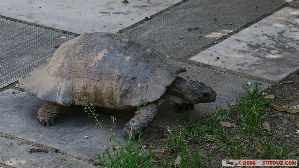 Athens - Turtle
Mots-clés: Athina Proastia GRC Grèce Mets Athens Athenes Attica animals Tortue