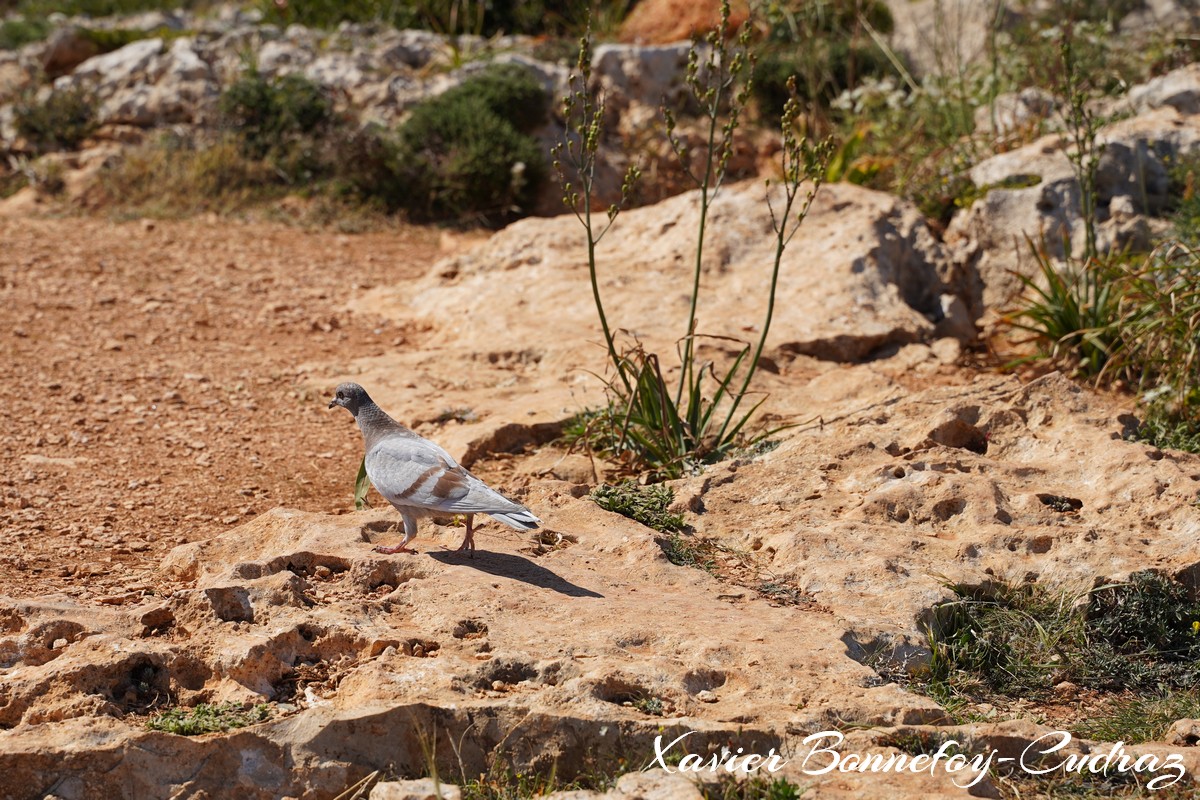 Qrendi - Dove
Mots-clés: geo:lat=35.82631786 geo:lon=14.43724081 geotagged Il-Qrendi Malte MLT Qrendi Ta’ San Niklaw Malta Southern Region oiseau animals pigeon