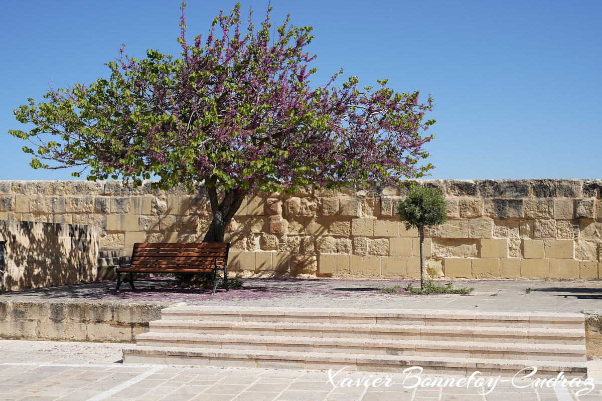 The Three Cities - Birgu
Mots-clés: Birgu Cospicua geo:lat=35.88761426 geo:lon=14.52444680 geotagged Il-Birgu Malte MLT Malta The Three Cities Southern Region Arbres