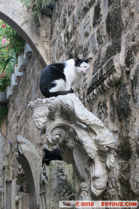 Kotor Fortress - Cat
Mots-clés: geo:lat=42.42508649 geo:lon=18.77061351 geotagged Kotor MNE MontÃ©nÃ©gro OpÅ¡tina Kotor Montenegro patrimoine unesco animals chat