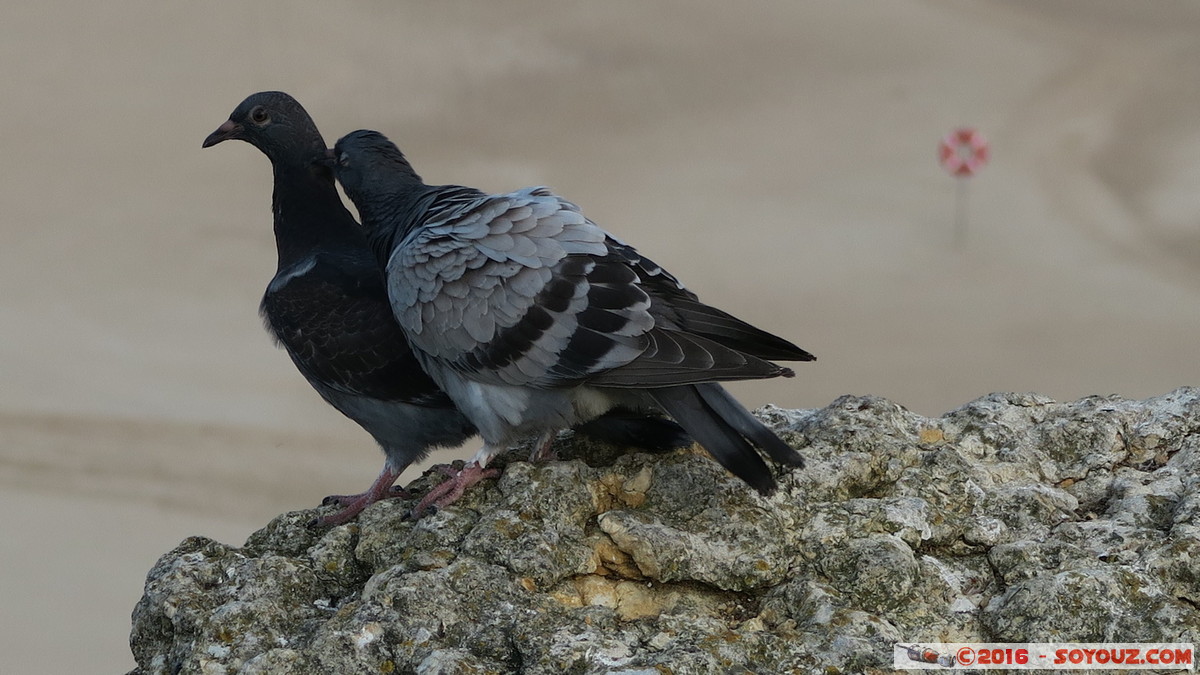 Nazare - Sitio - Pombos
Mots-clés: geo:lat=39.60447148 geo:lon=-9.07649216 geotagged Leiria Nazar Portugal PRT Sítio animals oiseau pigeon