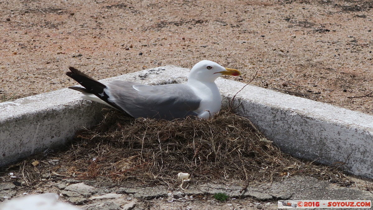 Peniche - Fortaleza - gaivota
Mots-clés: geo:lat=39.35302353 geo:lon=-9.38152897 geotagged Leiria Peniche Portugal PRT Fortaleza de Peniche Fort animals oiseau Mouette