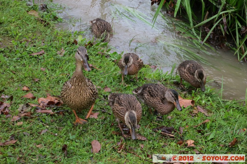 Bled - Ducks
Mots-clés: Bled geo:lat=46.36237465 geo:lon=14.08150612 geotagged Krnica SlovÃ¨nie SVN Slovenie animals oiseau canard