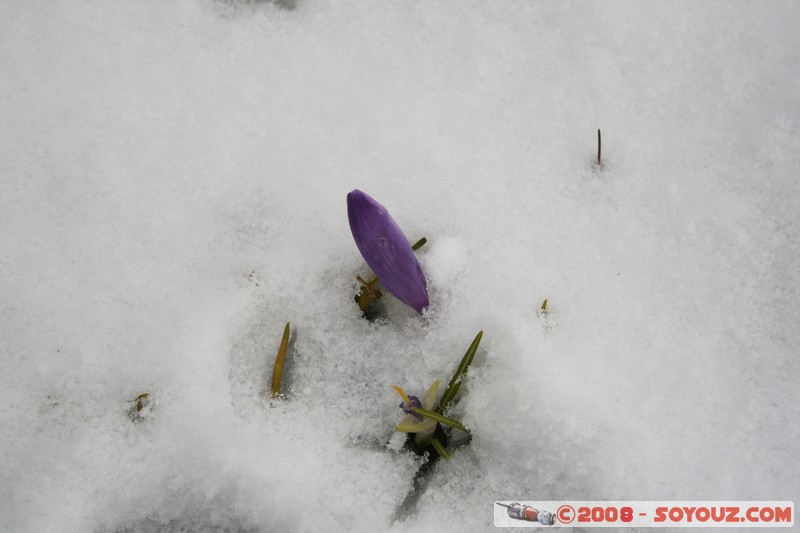 Mont Vitosha - Fleurs
Mots-clés: Neige fleur