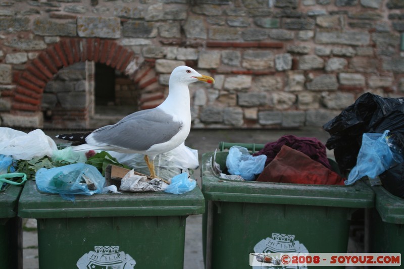 Nesebar - Goeland
Mots-clés: animals oiseau Goeland