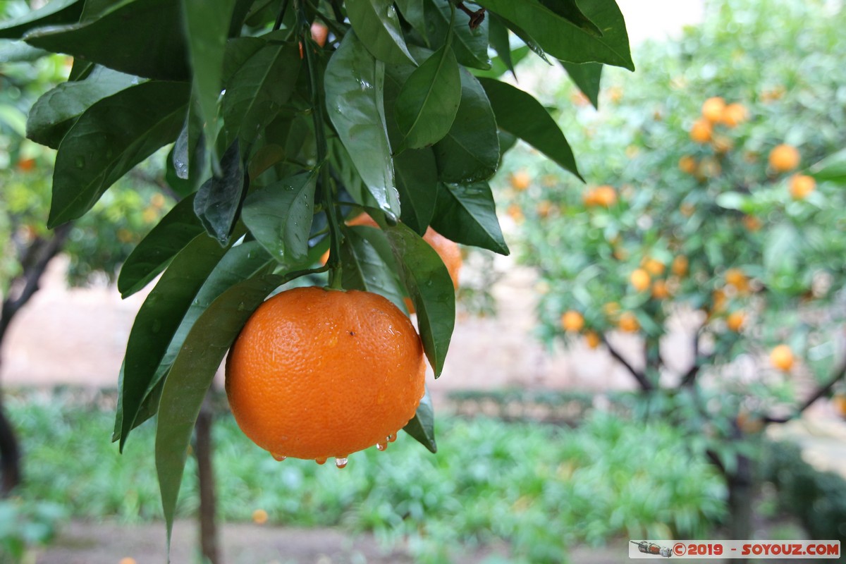 Cordoba - Alcazar de los Reyes Cristianos
Mots-clés: Andalucia Córdoba ESP Espagne Terrenos Del Castillo (Cordoba) Alcazar de los Reyes Cristianos Jardin Orange