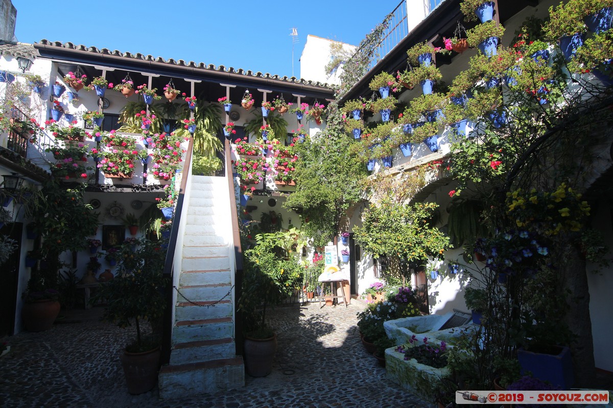 Cordoba - Patios Cordobeses
Mots-clés: Andalucia Córdoba ESP Espagne Pitas, Las (Cordoba) Patios Cordobeses Calle D San Basilio fleur