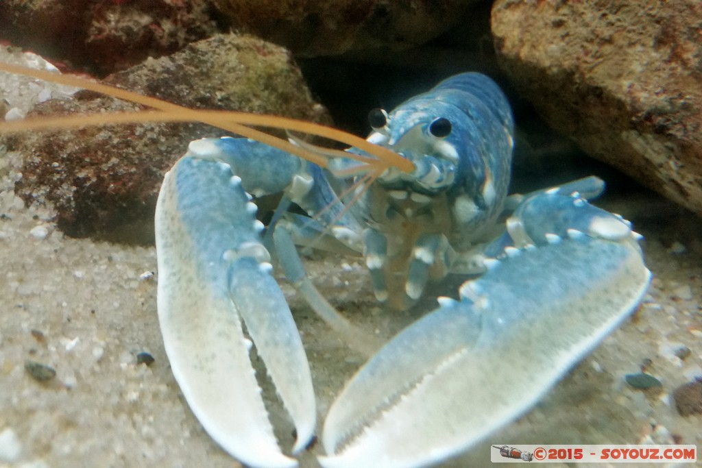 Aquarium Barcelona - Lobster
Mots-clés: Barcelona Bogatell Beach Cataluna ESP Espagne geo:lat=41.37668781 geo:lon=2.18434811 geotagged Aquarium Barcelona animals Homard