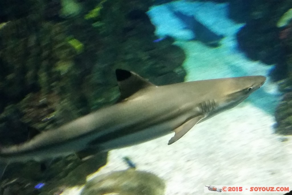 Aquarium Barcelona - Shark
Mots-clés: Barcelona Bogatell Beach Cataluna ESP Espagne geo:lat=41.37668781 geo:lon=2.18434811 geotagged Aquarium Barcelona animals Requin