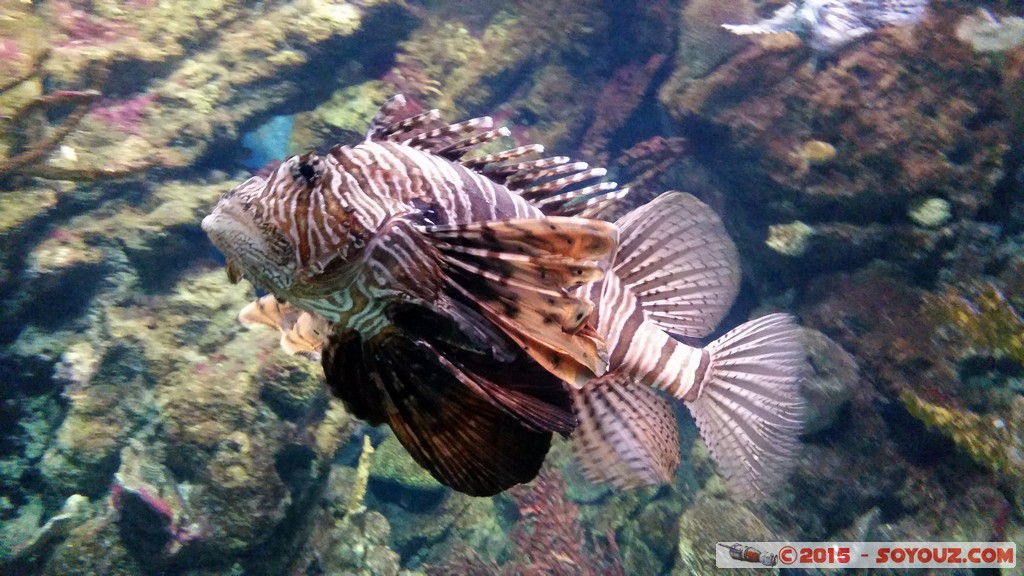 Aquarium Barcelona - Lionfish
Mots-clés: Barcelona Bogatell Beach Cataluna ESP Espagne geo:lat=41.37668781 geo:lon=2.18434811 geotagged Aquarium Barcelona animals Rascasse volante Poisson