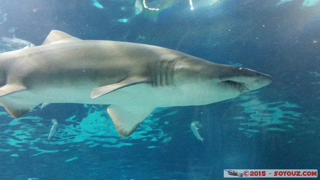 Aquarium Barcelona - Shark
Mots-clés: Barcelona Bogatell Beach Cataluna ESP Espagne geo:lat=41.37668781 geo:lon=2.18434811 geotagged Aquarium Barcelona animals Requin