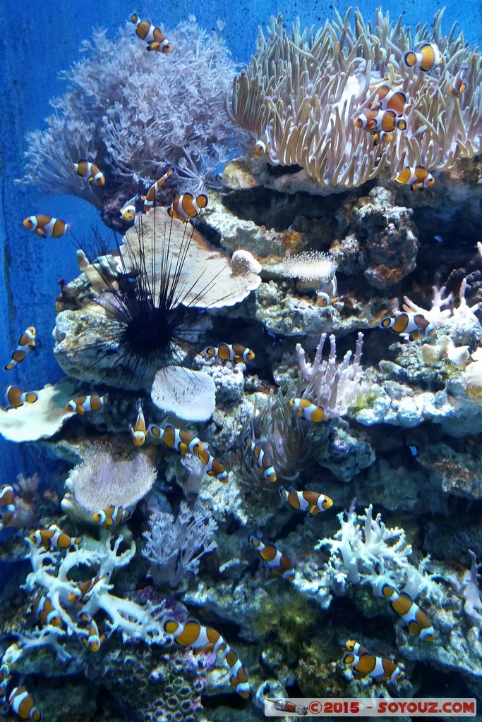 Aquarium Barcelona - Clown fish
Mots-clés: Barcelona Bogatell Beach Cataluna ESP Espagne geo:lat=41.37668781 geo:lon=2.18434811 geotagged Aquarium Barcelona animals Poisson clown Poisson