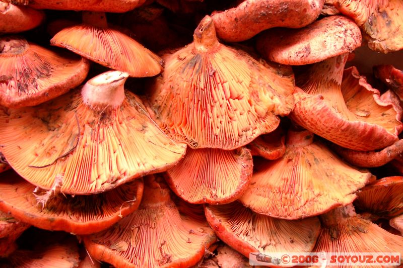 Champignons
Mercat Boqueria
Mots-clés: Barcelona Barcelone Catalogne Espagne Gaudi La Ciutadella Mercat Boqueria Parc Güell Sagrada Familia