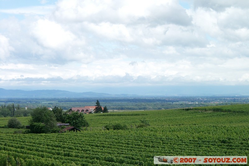 Riquewihr - les vignes
