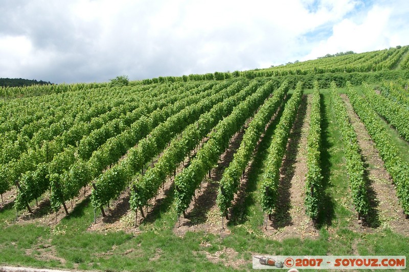 Riquewihr - les vignes
