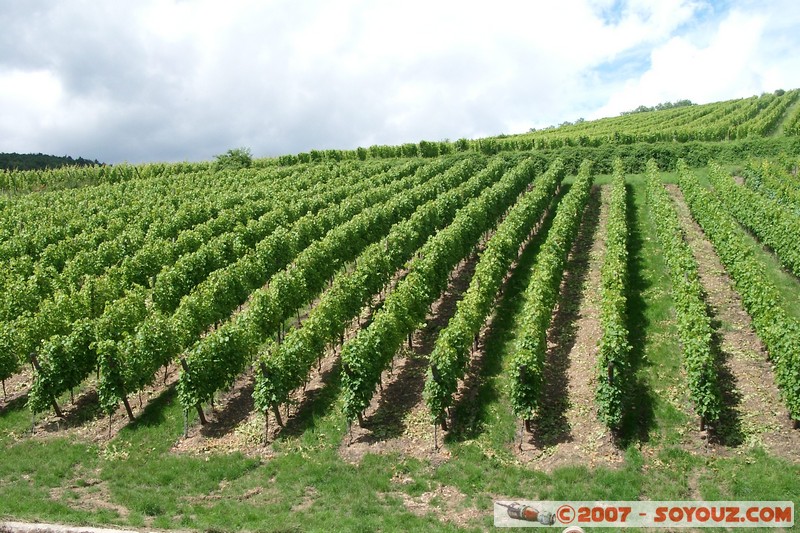 Riquewihr - les vignes
