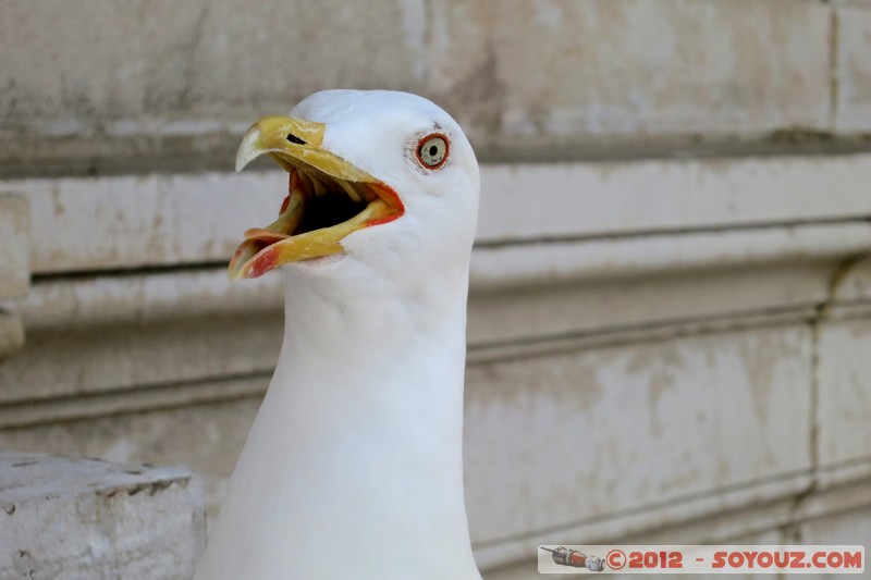Monaco - Mouette
Mots-clés: animals oiseau Mouette