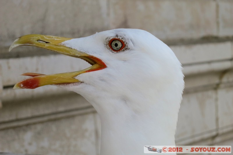 Monaco - Mouette
Mots-clés: animals oiseau Mouette