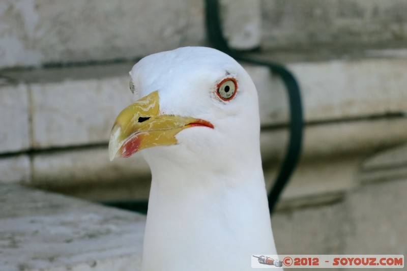 Monaco - Mouette
Mots-clés: animals oiseau Mouette