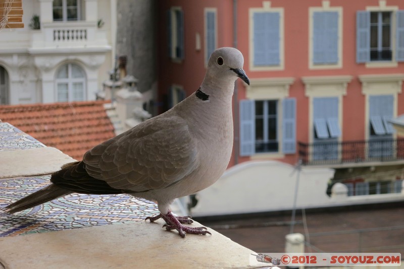 Nice - Colombe
Mots-clés: FRA France geo:lat=43.69912765 geo:lon=7.27155715 geotagged Nice Provence-Alpes-CÃ´te d&#039;Azur animals oiseau Colombe