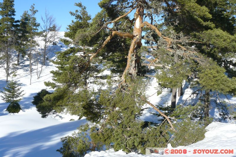 col de Bleine - Pic de l'Aiglo
Mots-clés: Neige Arbres