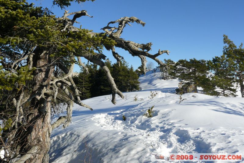 col de Bleine - Pic de l'Aiglo
Mots-clés: Neige Arbres