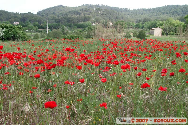 Champs de coquelicots
Mots-clés: fleur coquelicot