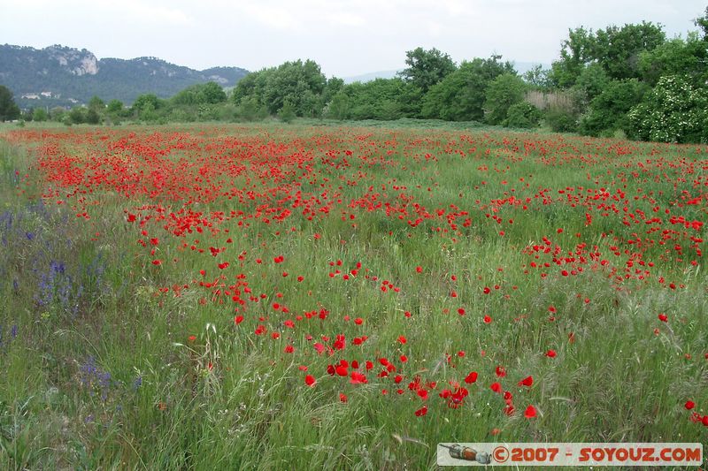 Champs de coquelicots
Mots-clés: fleur coquelicot